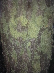 Lichen on Pinyon Pine