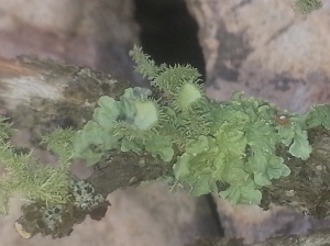 Lichen on Pinyon Pine with fruiting bodies